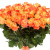 Букет из 75 коралловых роз Букет из 75 коралловых роз